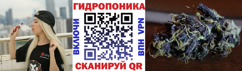 где можно купить   Аша  Конопля гибрид 
